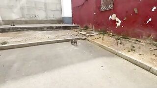All these stray cats are so cute waiting for food every day.