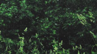 Naturepedic - rain falling on green plants and trees | Trending HD Video