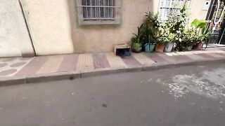 The mother cat takes good care of her cute kittens and begs for food to produce milk for them.