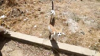 Ginger the cat would get slapped every time he passed by the Siamese cat.