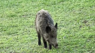 NatureWise - wild boar grazing peacefully in meadow | Trending HD Video