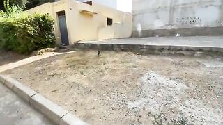 Very cute stray cats that we gave the love and food they needed.