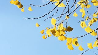 NatureWise - vibrant yellow ginkgo leaves against blue sky | Trending HD Video