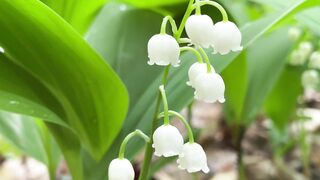 Naturepedic - a lily of the valley in the woods | Trending HD Video