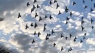 Only the Allah is Great Lord