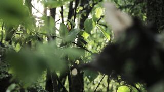 NatureWise - close up shot of leaves on the tree | Trending HD Video