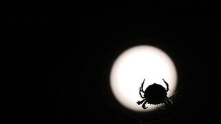 NaturesPlus - a silhouette footage of a spider on its cobweb taken against the moonlight | Tren