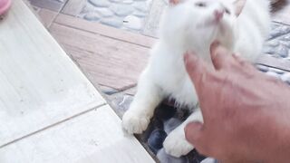 White cat