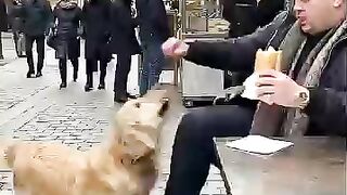 le brave chien