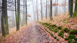Naturehike - a path in the woods with leaves on the ground | Trending HD Video