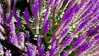 NatureWise - close up of flowers | Trending HD Video