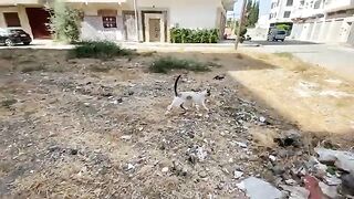 The Siamese cat loves to have its head scratched and to get tasty food.