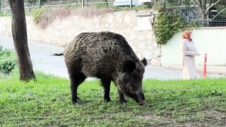 NaturesPlus - wild boar grazing in urban park | Trending HD Video