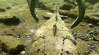 The Giant of sea