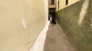 A very cute calico cat wants food to satisfy its hunger.
