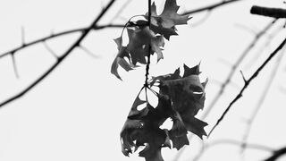Naturepedic - monochrome autumn leaves on tree branches | Trending HD Video