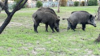 Naturehike - wild boars roaming in a park setting | Trending HD Video