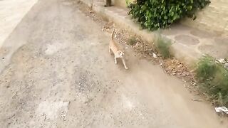 A very friendly ginger cat asks for food with his cute meows.