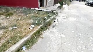 All the cute cats in this neighborhood gathered for delicious food.