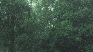 NaturesPlus - a rainy day in a green forest | Trending HD Video