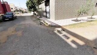 This brave cat protects her kittens from any intruder.