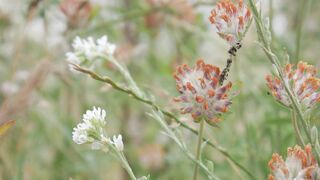 NatureWise - close up of ants on a flower | Trending HD Video