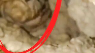 #mystery muenster found in the dessert