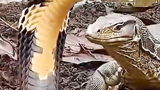Biawak dengan kingcobra
