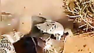 Ekor ular sebagai saya tipuan bagi mangsanya