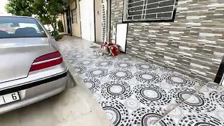 The very friendly mother cat wants food in order to produce milk for her kittens.