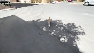 The white cat scratches everyone who comes near its plate.