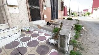 Feeding a group of cute stray kittens and cats who were very hungry.