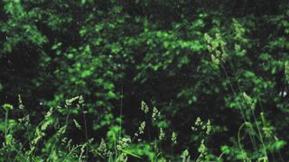 NatureWise - heavy rain falling on green trees and plants | Trending HD Video
