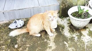Kucing tetangga minta jatah  cat cutrcate