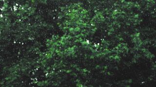 NatureWise - green trees under a heavy rain | Trending HD Video