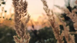 Naturepedic - serene sunset over wheat field landscape | Trending HD Video