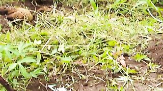 Keluarga kecil ayam bekekaw