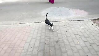 Feed the mother cat and her kittens and give the kittens some eye drops.