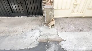 The jealous cat and the calm cat meet together for a delicious meal.
