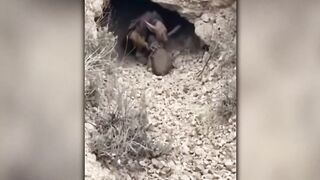 #mestery monsters found in the jungle #top secret file 778