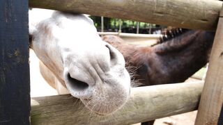 Animal breed - close up footage of a person feeding a donkey | Trending HD Video