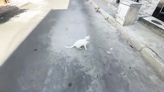 Cute stray cats approach one by one for love and food every morning.