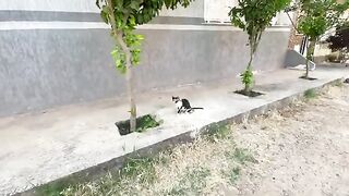The mother cat and her kitten are very cute and are asking for food with cute meows.