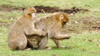 Action figure - family of monkeys | Trending HD Video