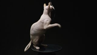 Stuffed Animal - a sphynx cat playing | Trending HD Video
