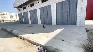 Bagheera the cat came running towards us because she was sure she would get love and food.