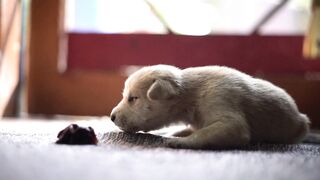 Animale - small white newborn puppy | Trending HD Video