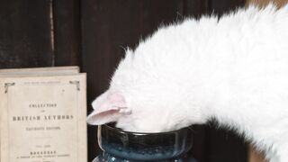 Funnyfuzzy - a cat sniffing on a ceramic jar | Trending HD Video
