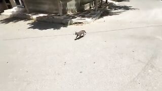 I will feed every stray cat so that you will be happy despite the hot weather.