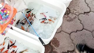 fish سمك جميل